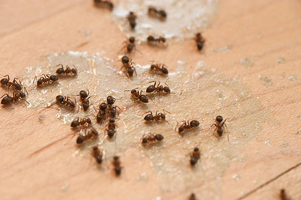 Best Mosquito Control Services  in Dublin, OH