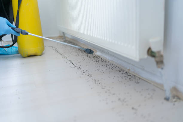Best Local Pest Control Services  in Dublin, OH